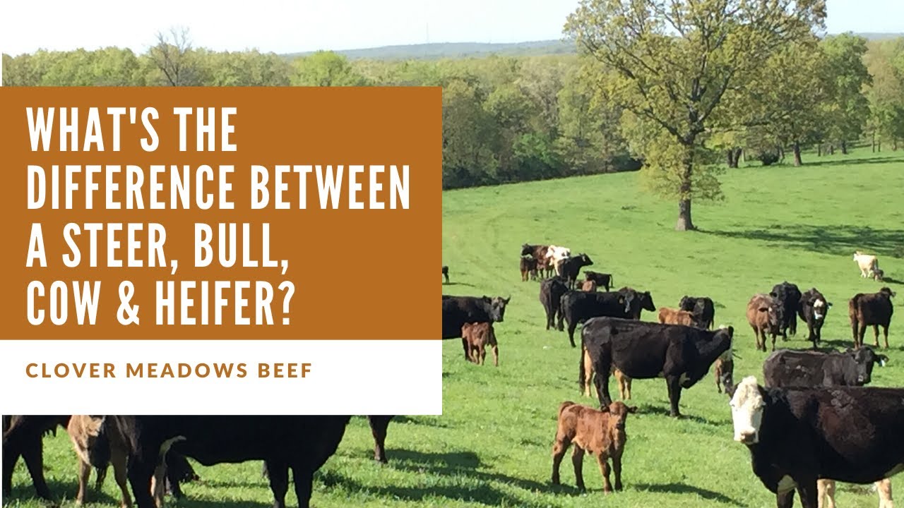 What's the difference between a steer vs. bull? Cow vs. heifer?
