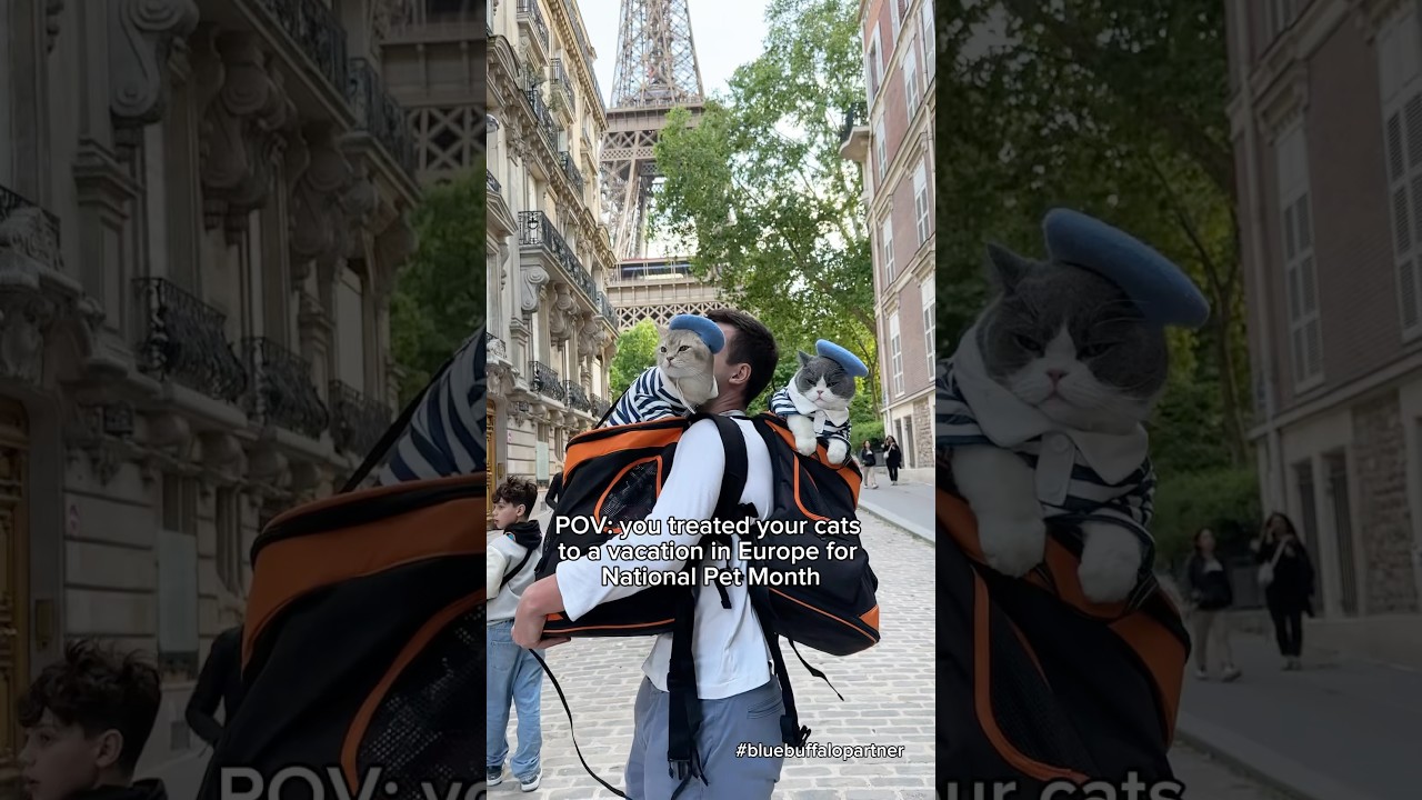 Louie & Todd loved their vacation in Europe ❤️ @bluebuffalo #cats #adventurecat #travel #ad