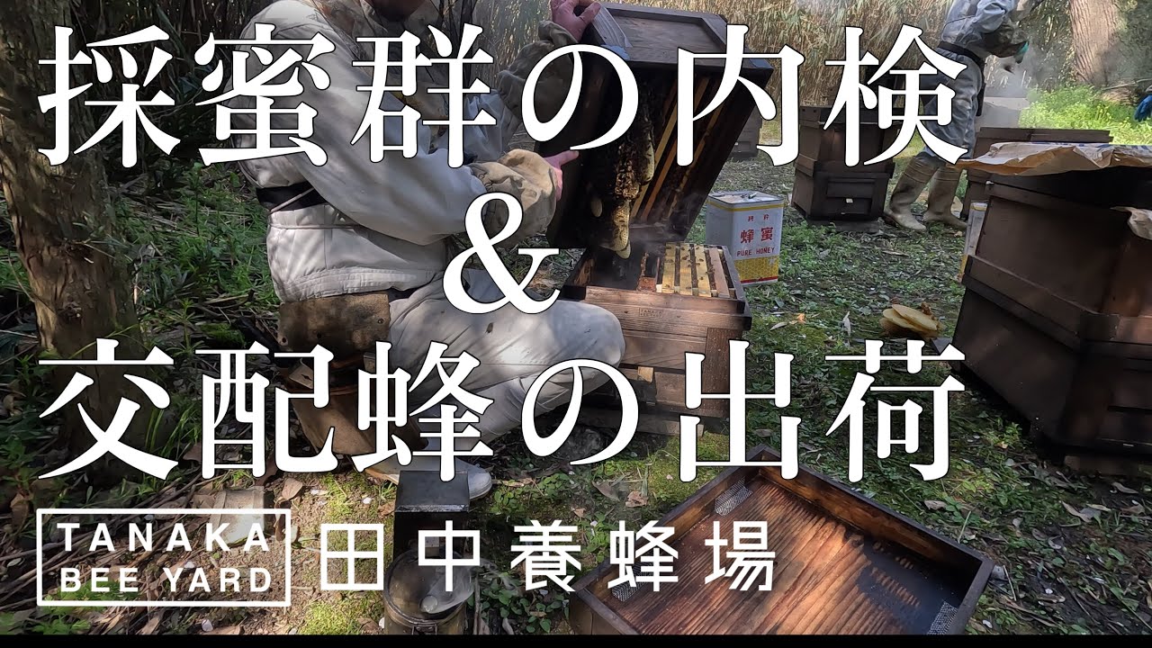 採蜜群の内検&梨向け交配蜂の出荷