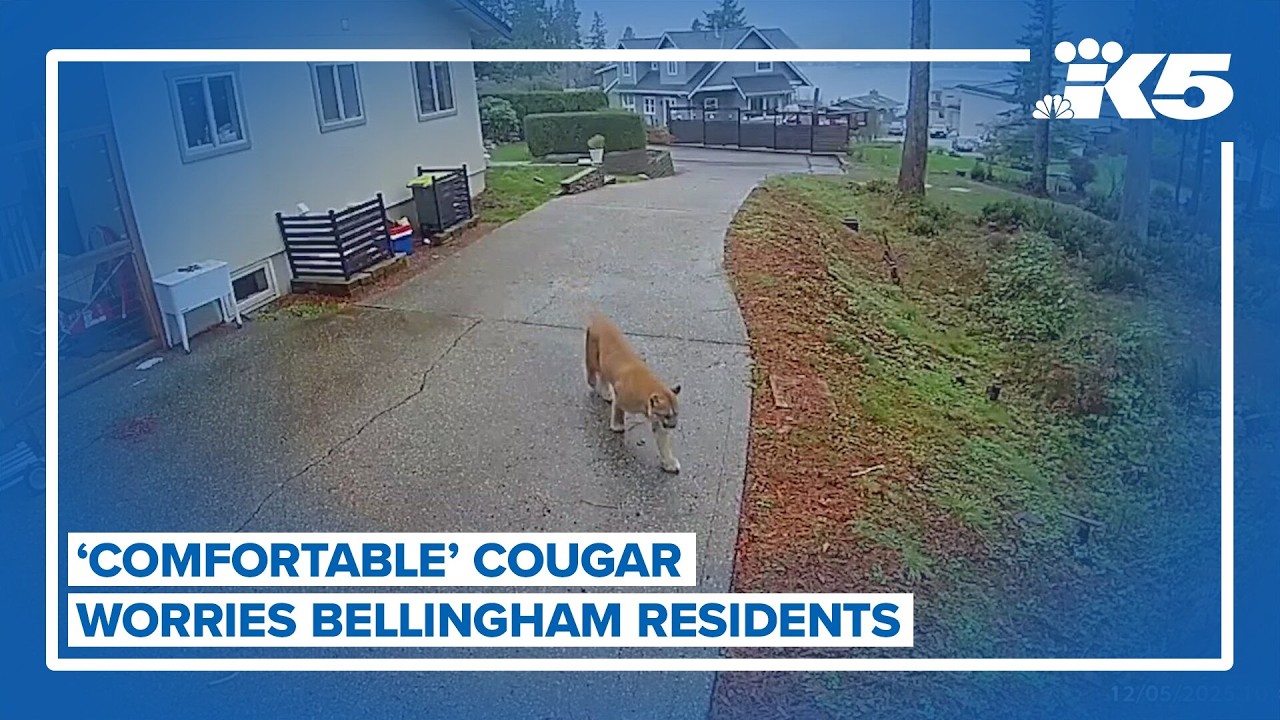 'Comfortable' cougar worries Bellingham residents