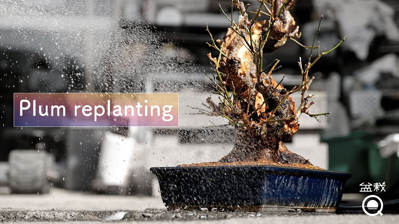 梅盆栽の植え替え＆花が終わった梅の処理を実践してみた【盆栽Q】