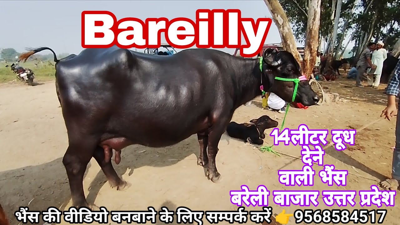 देवचरा बरेली पशु बाजार उत्तर प्रदेश Live update video 