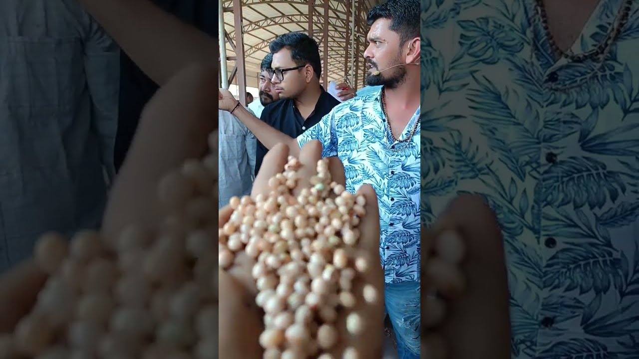 જુનાગઢ માર્કેટીંગ યાર્ડ ના બજારભાવ જુનાગઢ તા 24.2.2026. આજના બજારભાવ જુનાગઢ માર્કેટીંગ યાર્ડ 