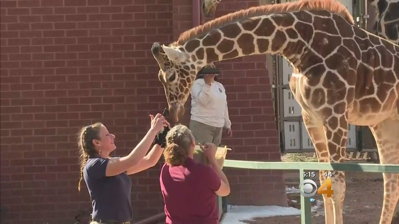 Dobby The Giraffe Celebrates His First Birthday!