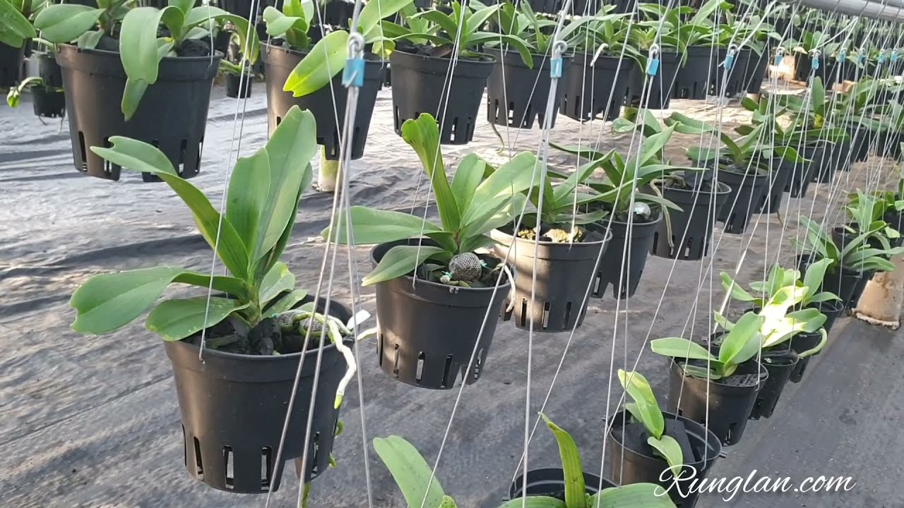 Vườn lan ngọc điểm nằm dưới chân đèo bảo lộc, của chị thắm.
