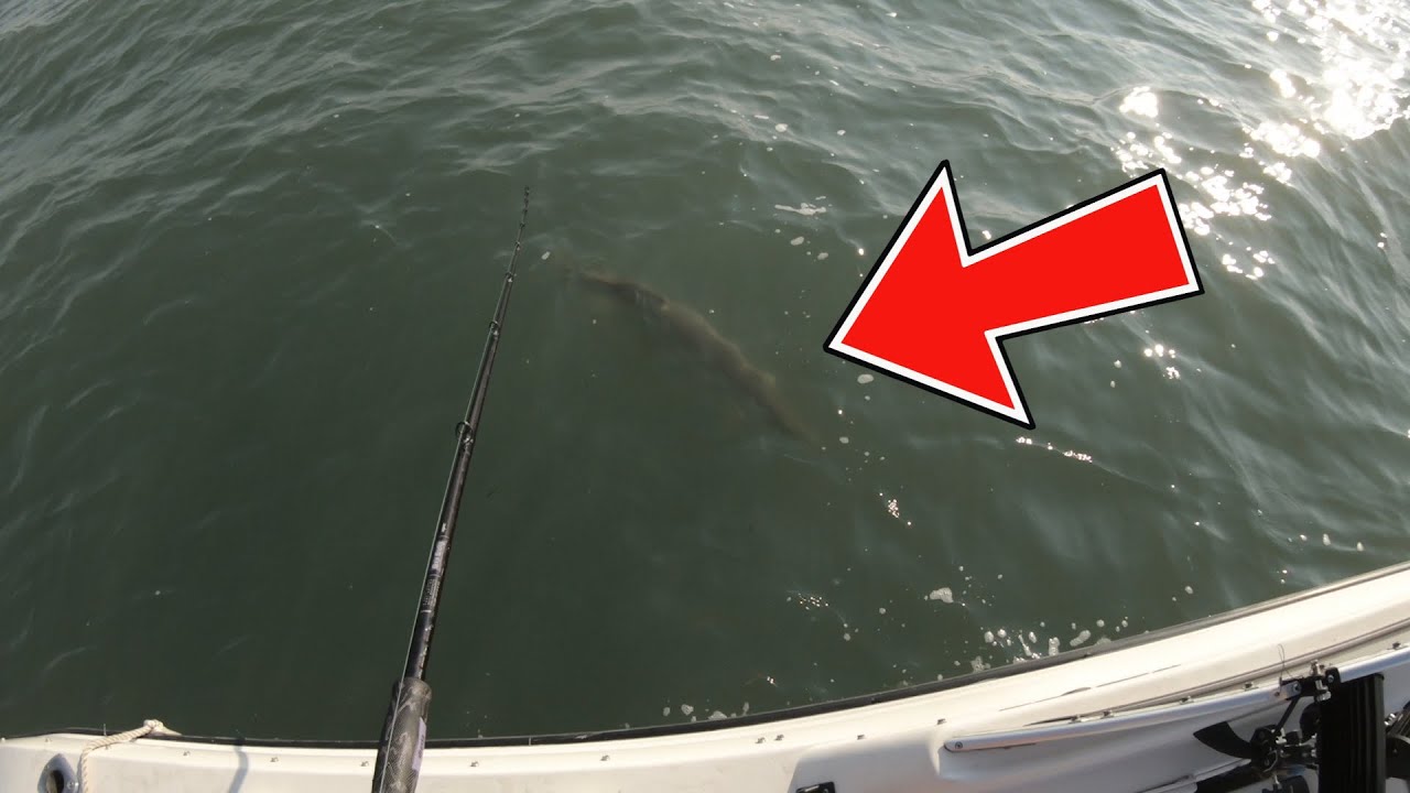 Summer Musky Fishing Lake St Clair