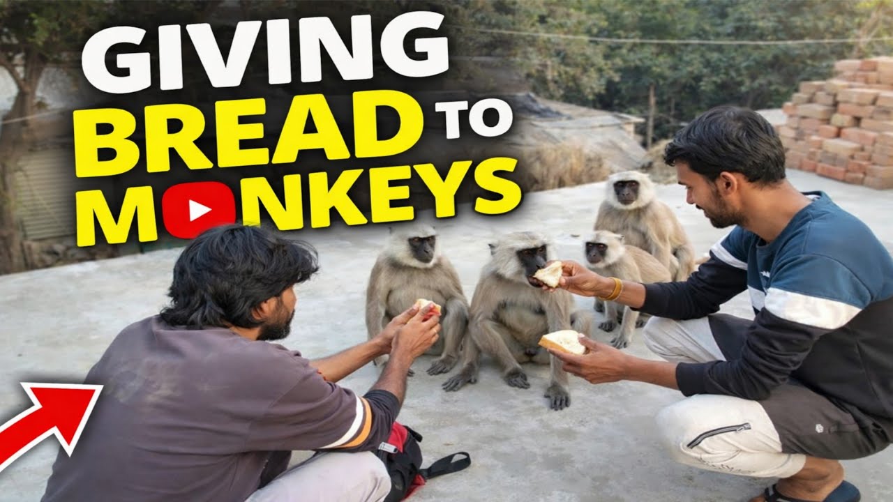 Feeding bread to monkeys - watch their reaction 🐒