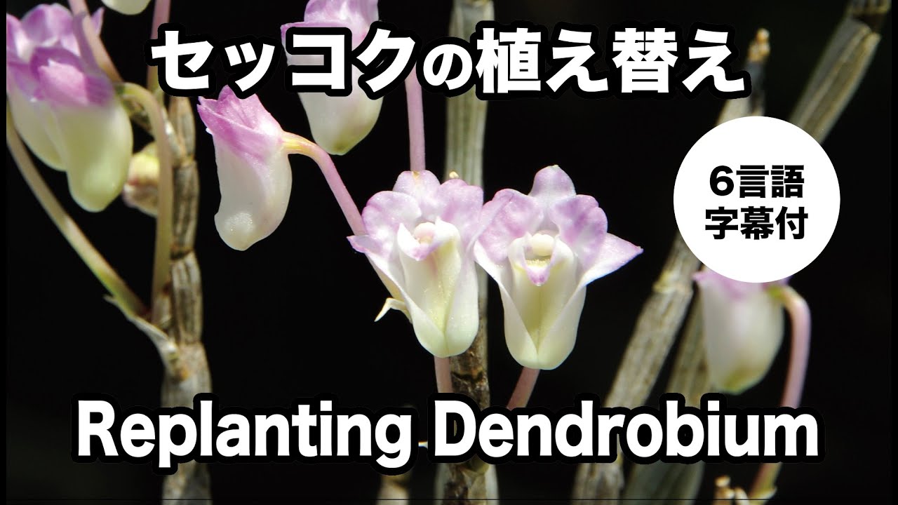 【園芸JAPAN】Dendrobiumセッコクの植え替え・堀籠浩史さん編