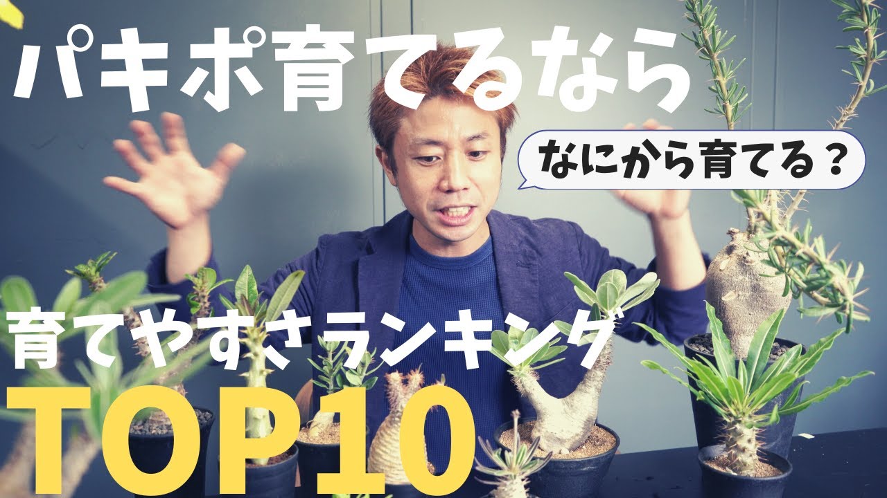 【パキポ育てるなら何から？！】初心者必見！初めて育てる際にも役立つパキポディウム育てやすさランキングTOP１０