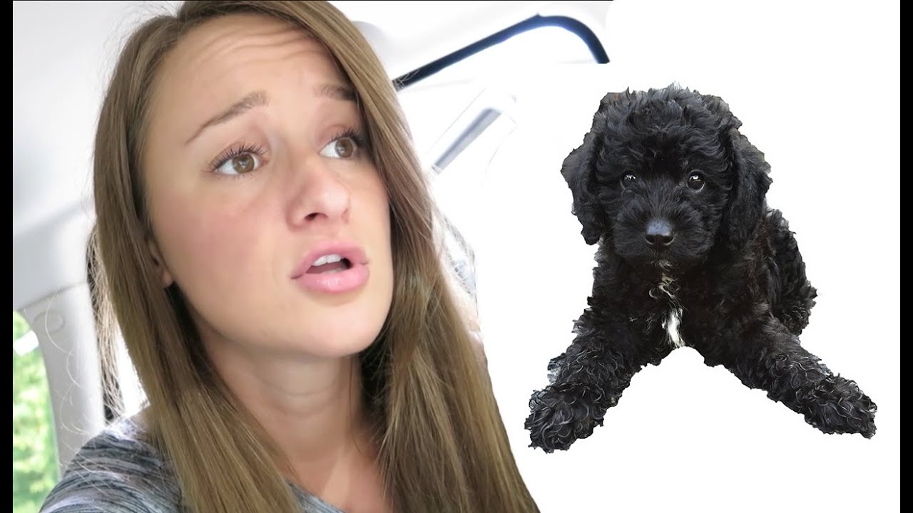 PUPPY AND FAMILY TIME!