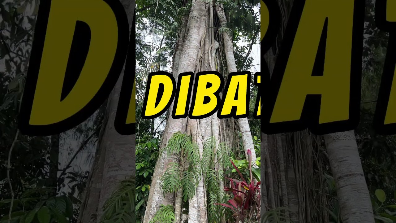 5 Kuburan Khas Suku #Toraja