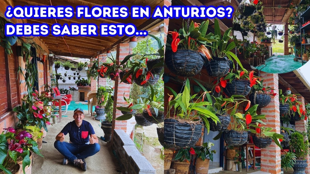 TODOS esperaban ESTO sobre ANTURIOS para tener ABUNDANTES flores, el JARDÍN de Alba |AP