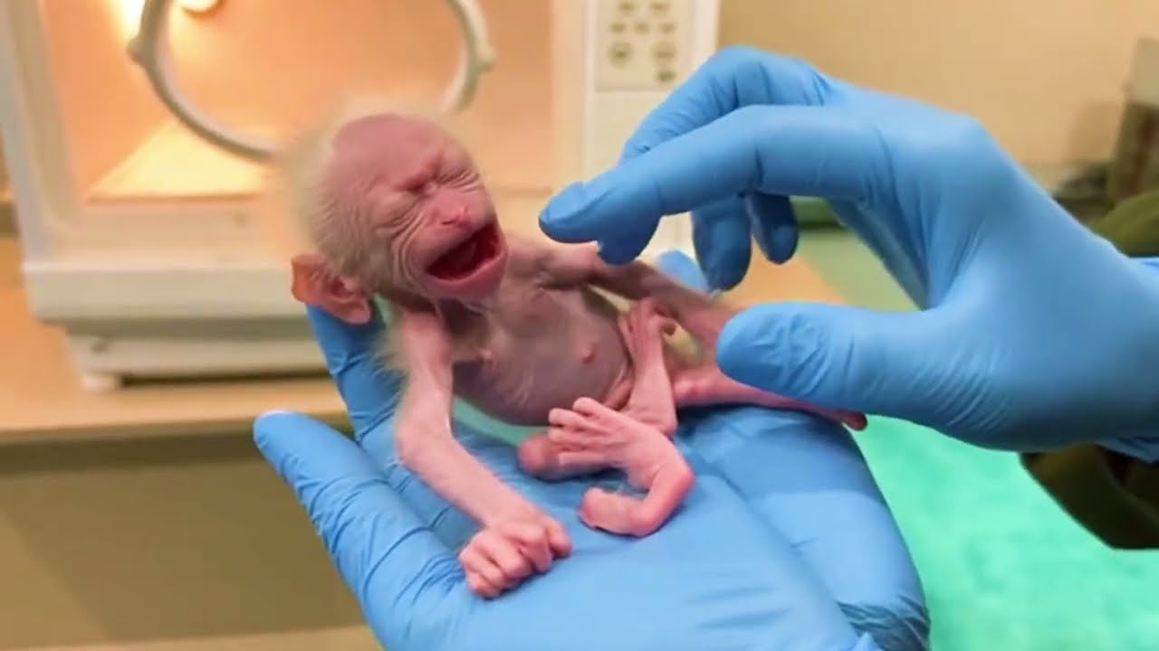 Trying Save Baby Monkey After Staying Alone...