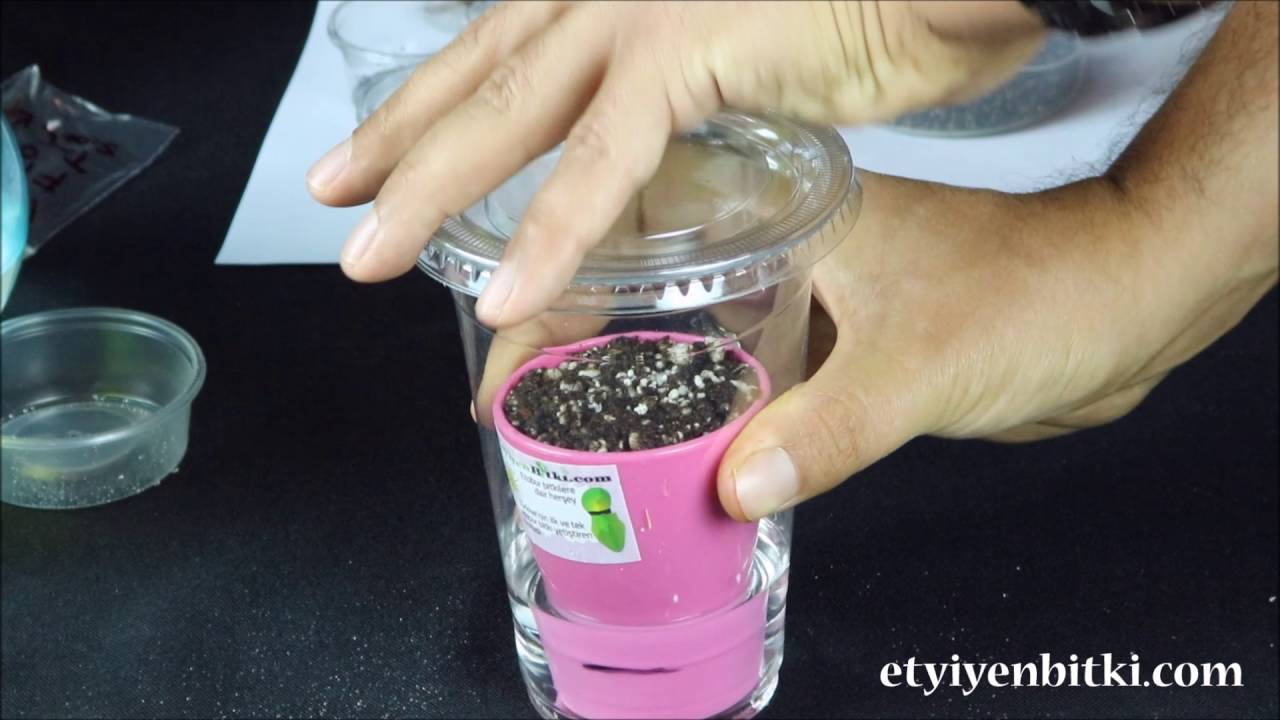 Teraryumlu Etobur Bitki Tohum Yeiştirme Kiti Sinek Kapan, Drosera, Nepenthes, Sarracenia vb