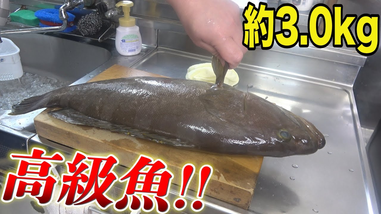 長崎産の天然モノ！まな板からハミ出る巨大魚を丸々1匹捌いてみました！！