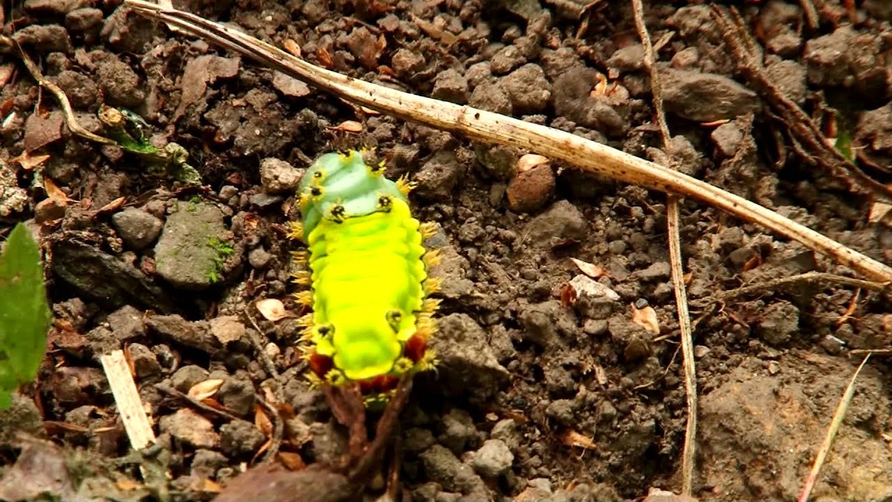 La ecoaldea en la que sus habitantes son felices