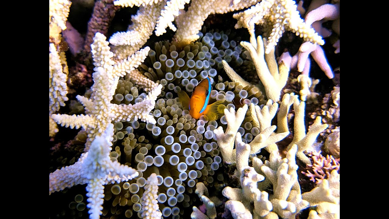 Great Barrier Reef 2025