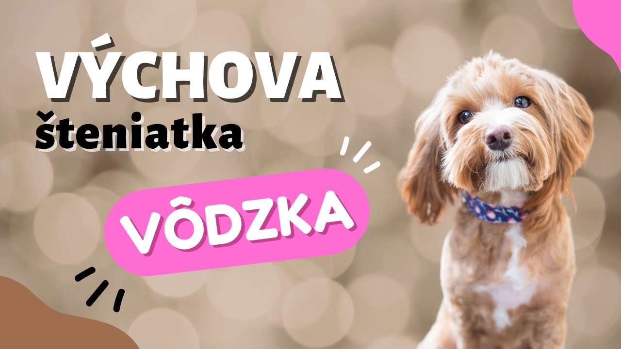 Ako naučiť psa zžiť sa s vodítkom | CANISLOG Slovakia