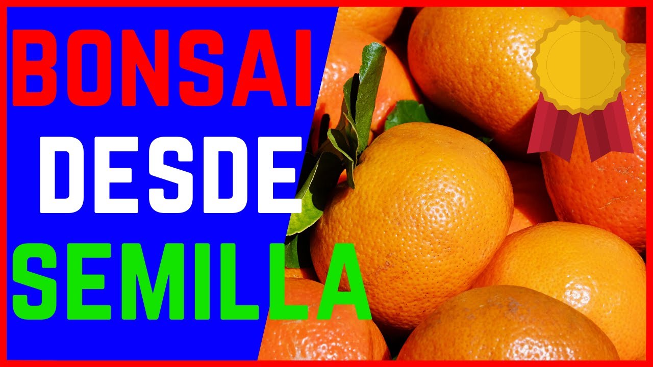 🍊como HACER un BONSAI FRUTAL desde SEMILLA🍊(BONSAI de MANDARINA) paso a paso MUY BIEN EXPLICADO