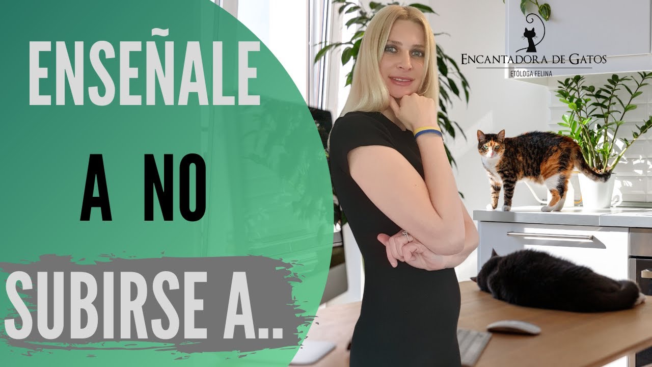 ENSEÑA A TU GATO a no subirse sobre la MESA [sin castigos]