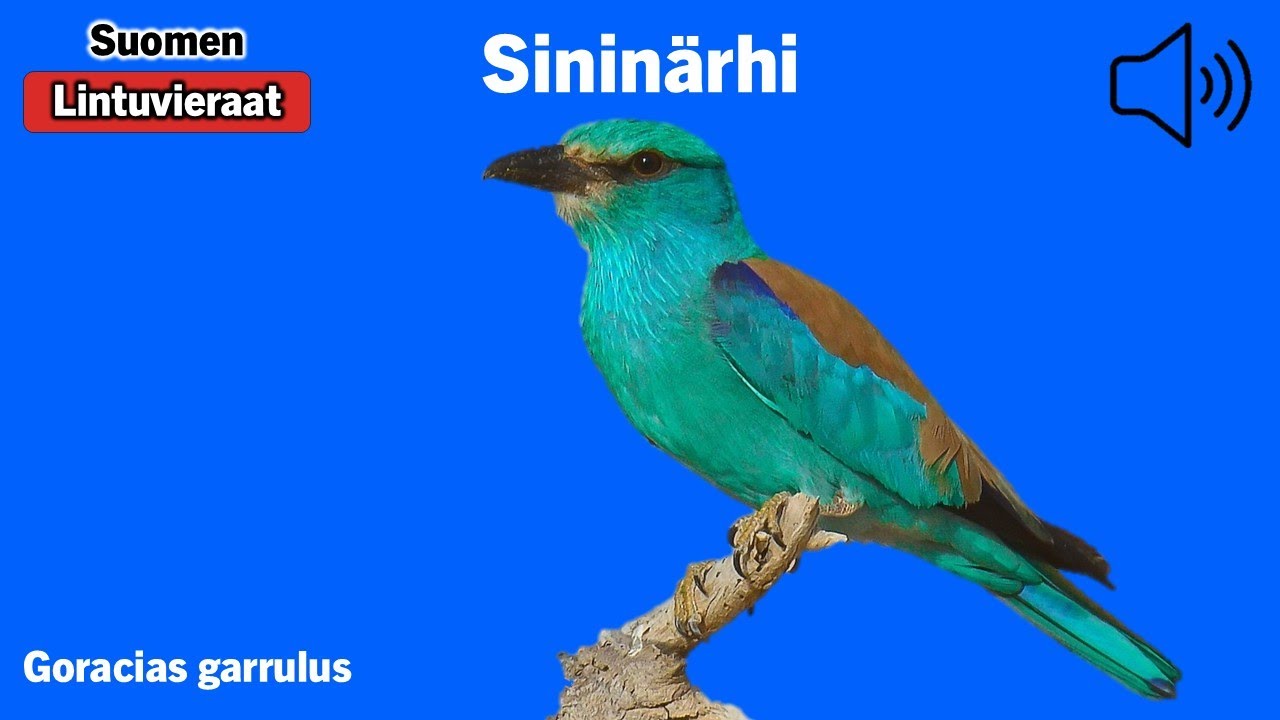 Sininärhi - Coracias garrulus - European Roller - blåkråka - CORGAR