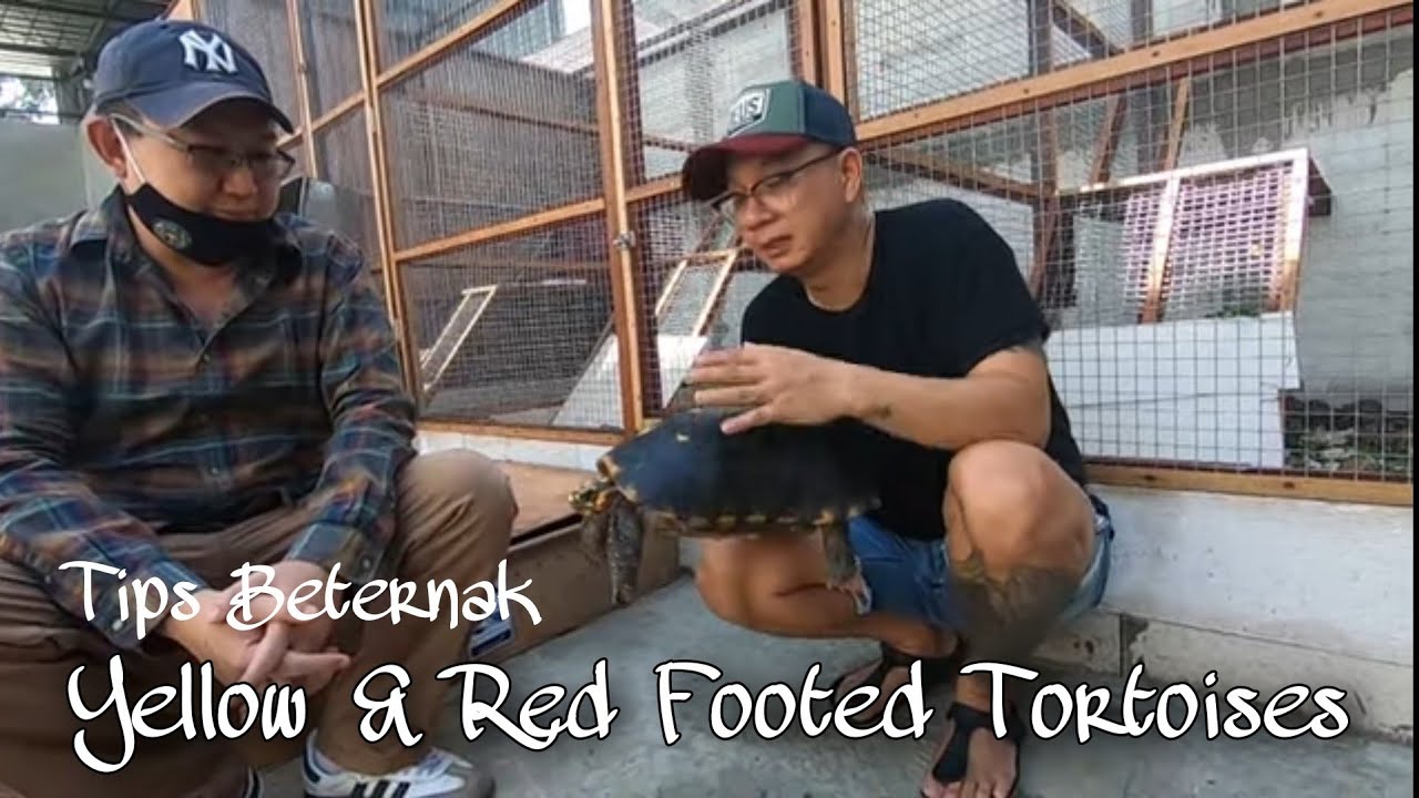 Tips Berternak Yellow Footed and Red Footed Tortoises |feat. Erie Widodo|