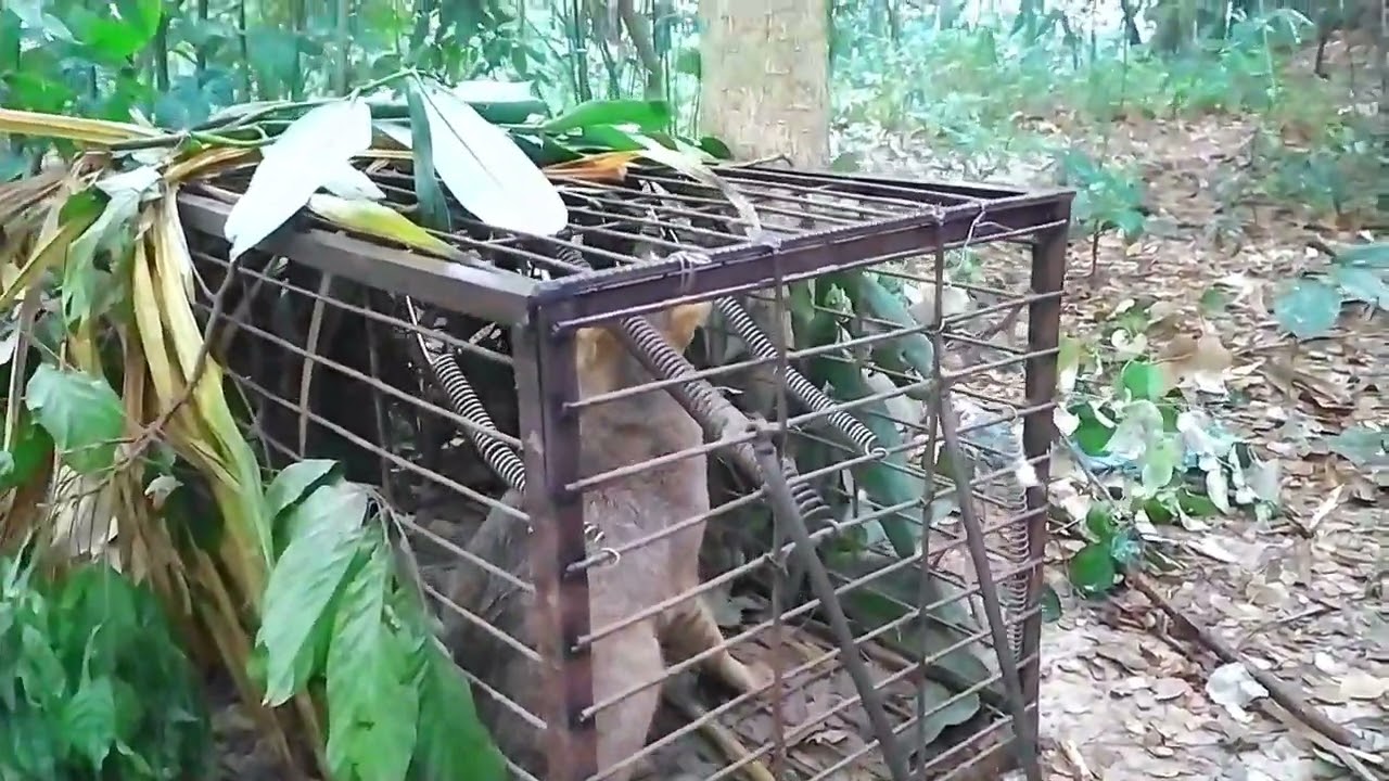 অনেক হাঁস মুরগী খাওয়া পর মনা ধরা খেলো দেখুন।