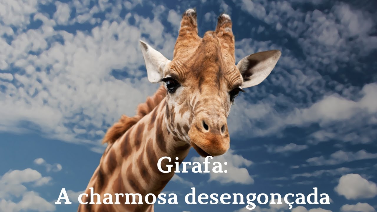 Girafa: a charmosa desengon&ccedil;ada