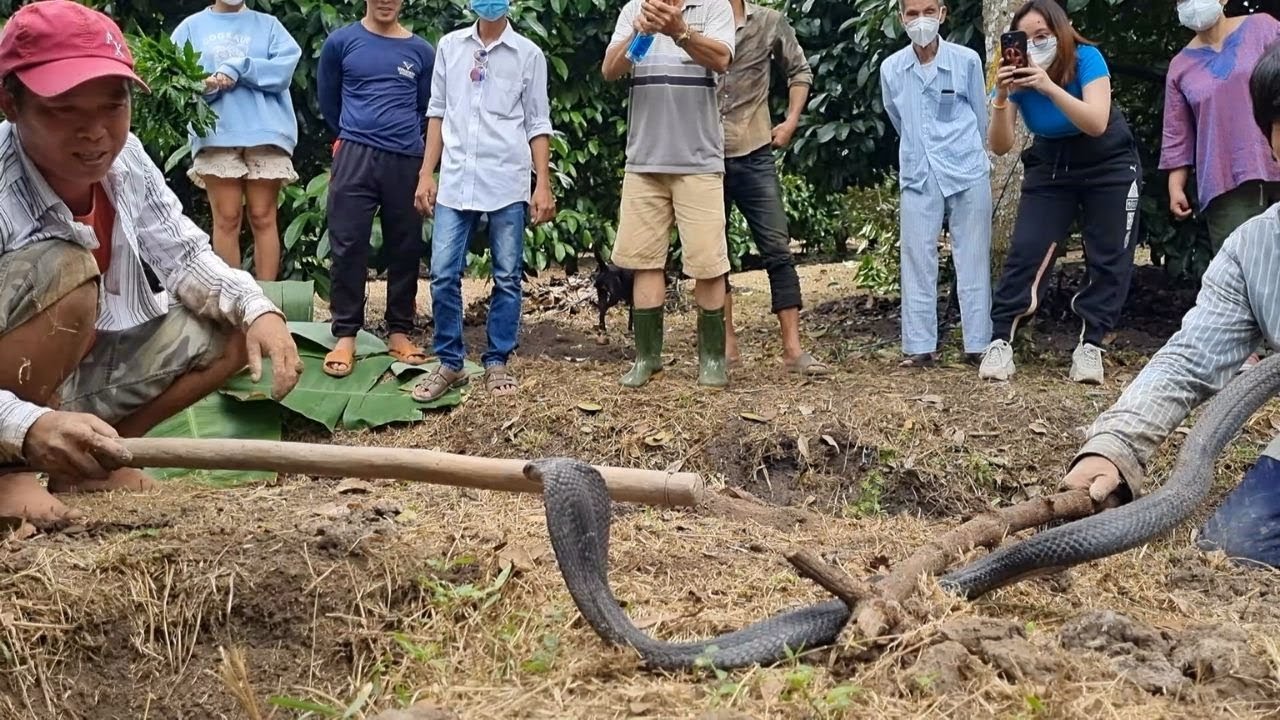 Tập 126 : Bà Rịa Vũng Tàu_Giúp Cô Chủ Vườn Măng Cục Thu Phục Con Hổ Đất Cực Độc Sau Nhà....