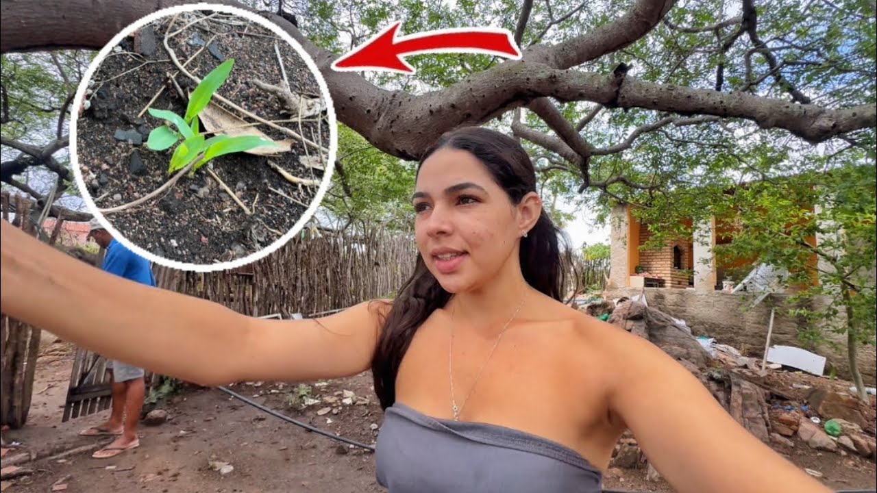 OS PASSARINHOS FIZERAM ISSO COM NOSSA PLANTAÇÃO | NÃO SEI O QUE FAZER 