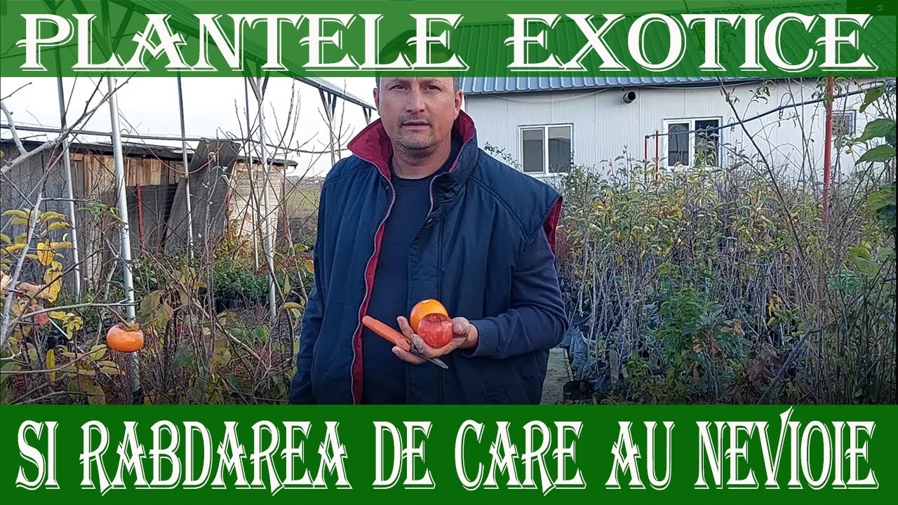 Почему хурма опадает в первые годы - Марин Константин