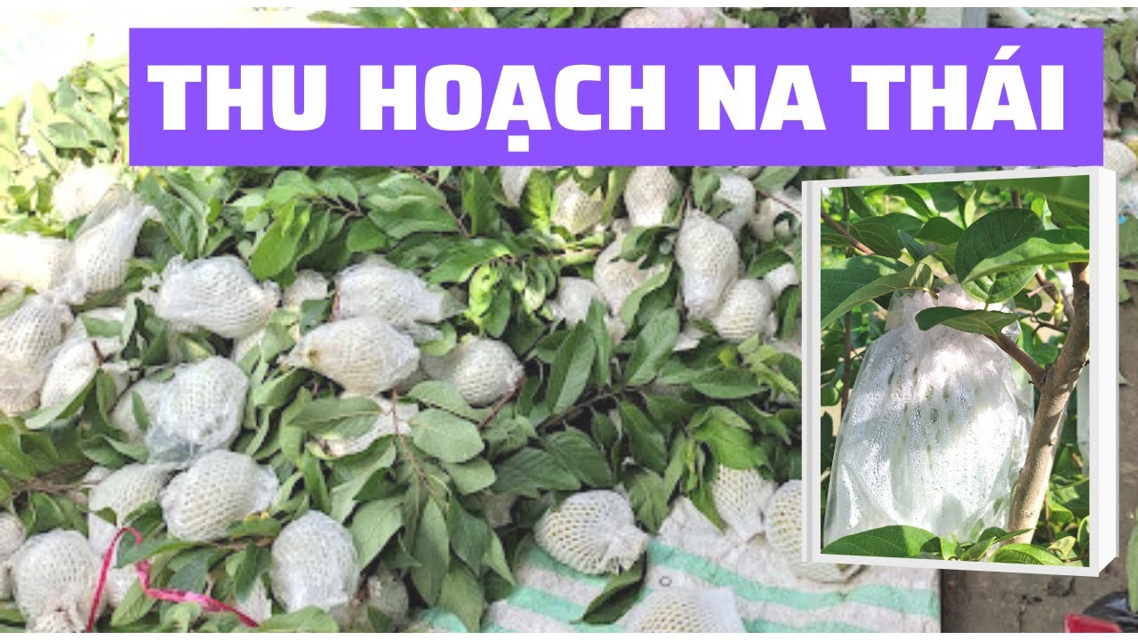 Na Thái | Cách thu hoạch trái | Dọn tán sau thu hoạch chuẩn bị xử lý ra hoa vụ sau | Annona