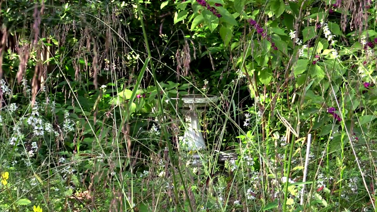 Benefits of installing a Butterfly Garden