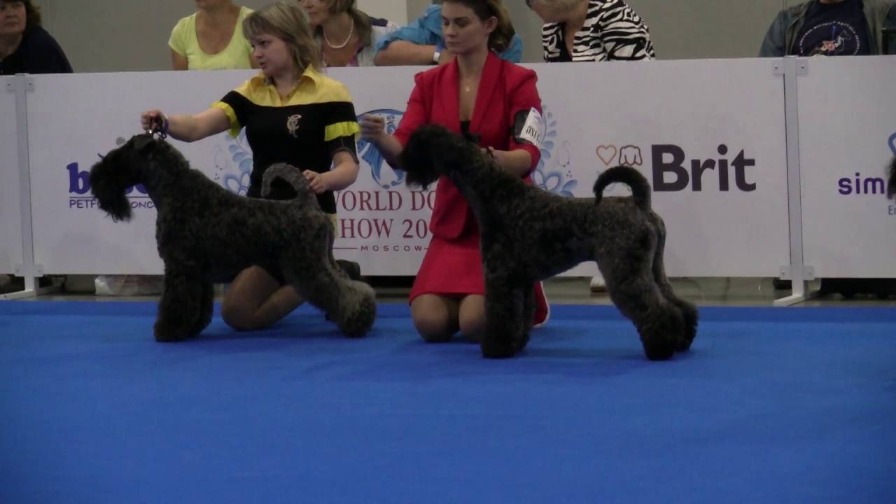 Kerry Blue Terriers on WDS2016