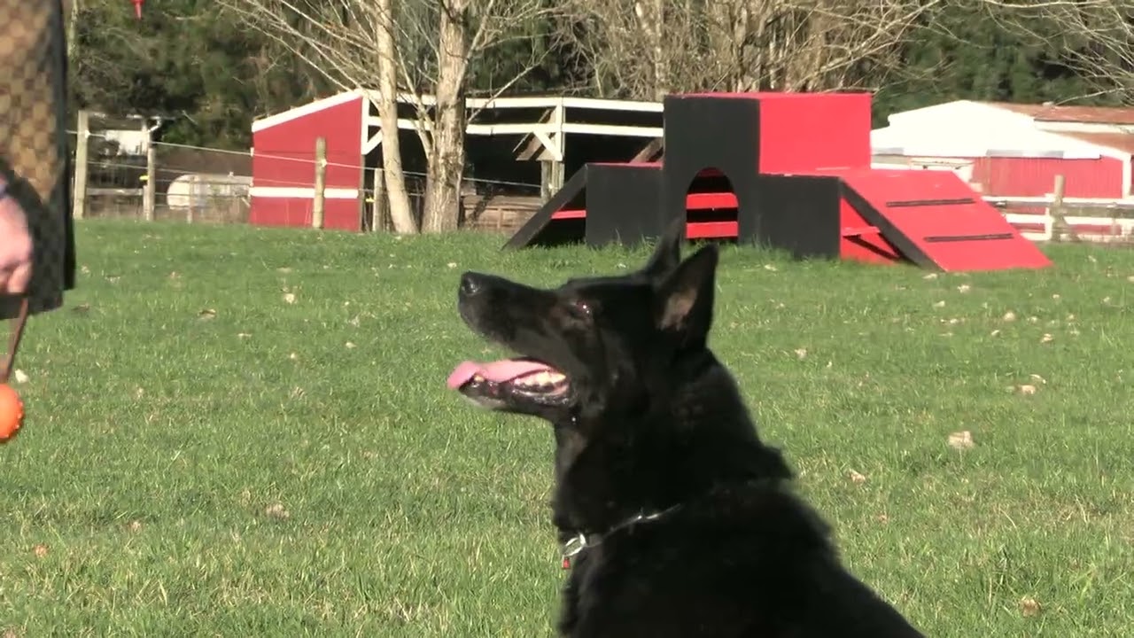 Продвинутая дрессировка собак на послушание и аджилити в действии! Kraftwork K9 Pro German Shepherds