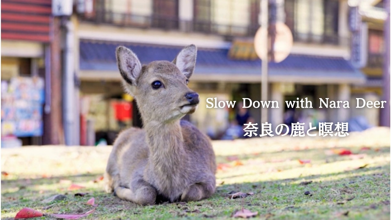 【５分間瞑想】奈良の鹿と瞑想 | Deer Meditation in Nara mindfulness
