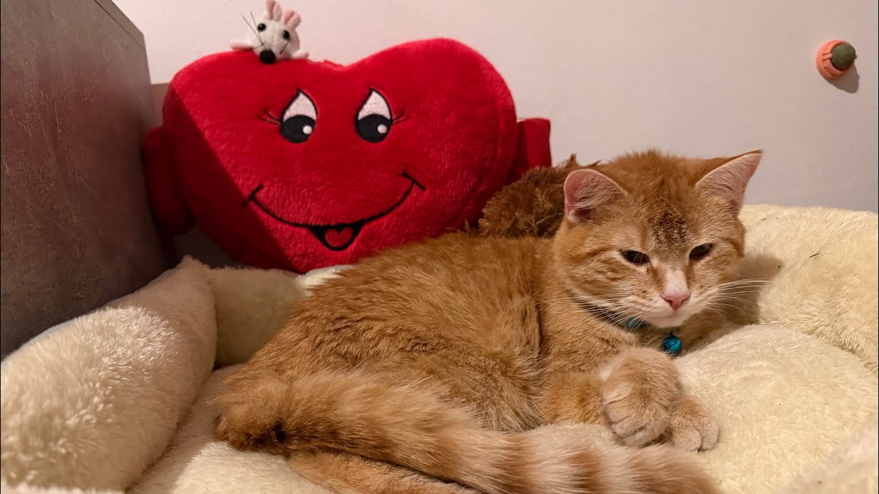 🔴LIVE: Malus Relaxing, Grooming, and Being Too Cute in Real Time 🐾