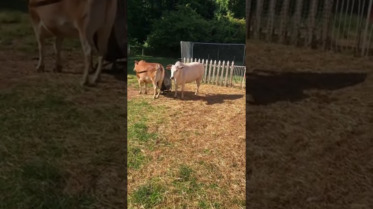 Cricket & Cotton the Zebu cows cooling off