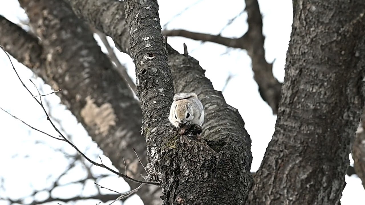 エゾモモンガ食事中