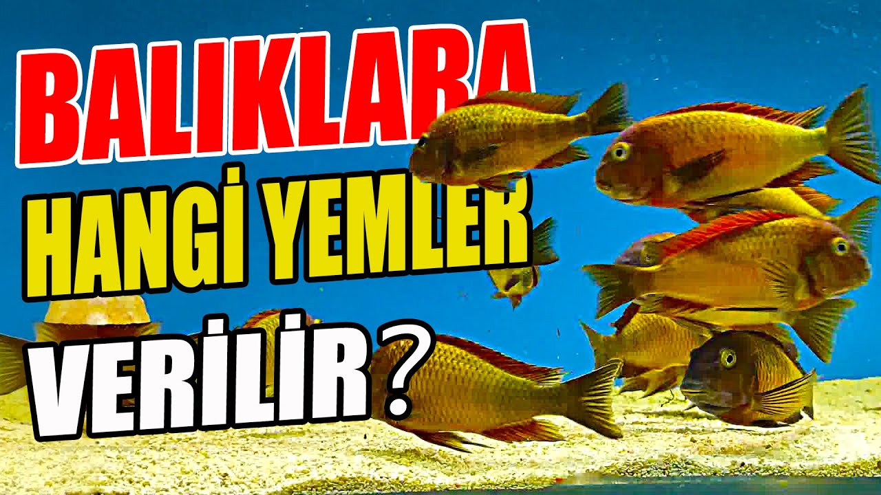 BALIKLARA HANGİ YEMLER VERİLİR? - Tropheus Yem Çeşitleri -  Türlere Göre Yem Tavsiyesi
