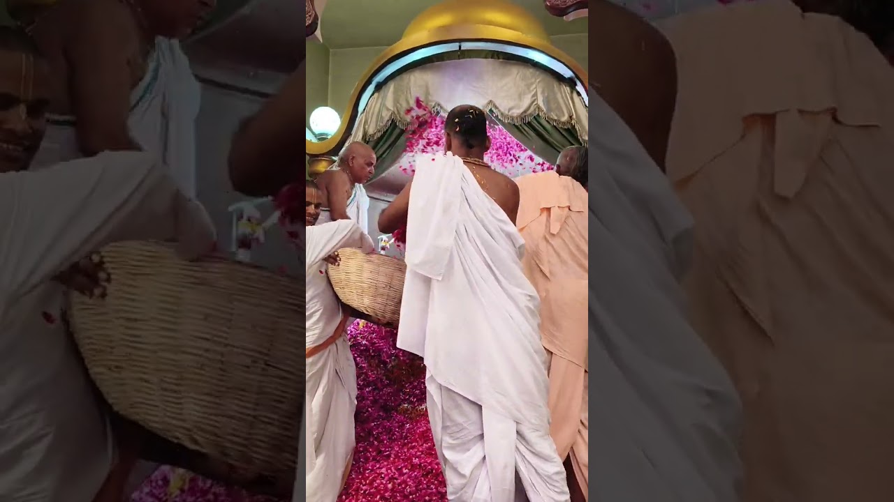 वृंदावन जैसी फूलों वाली होली प्रयागराज इस्कॉन मंदिर में (🌹🌺🙏🏻राधे राधे जय श्री कृष्ण 🙏🏻🙏🏻🙏🏻🙏🏻🙏🏻)