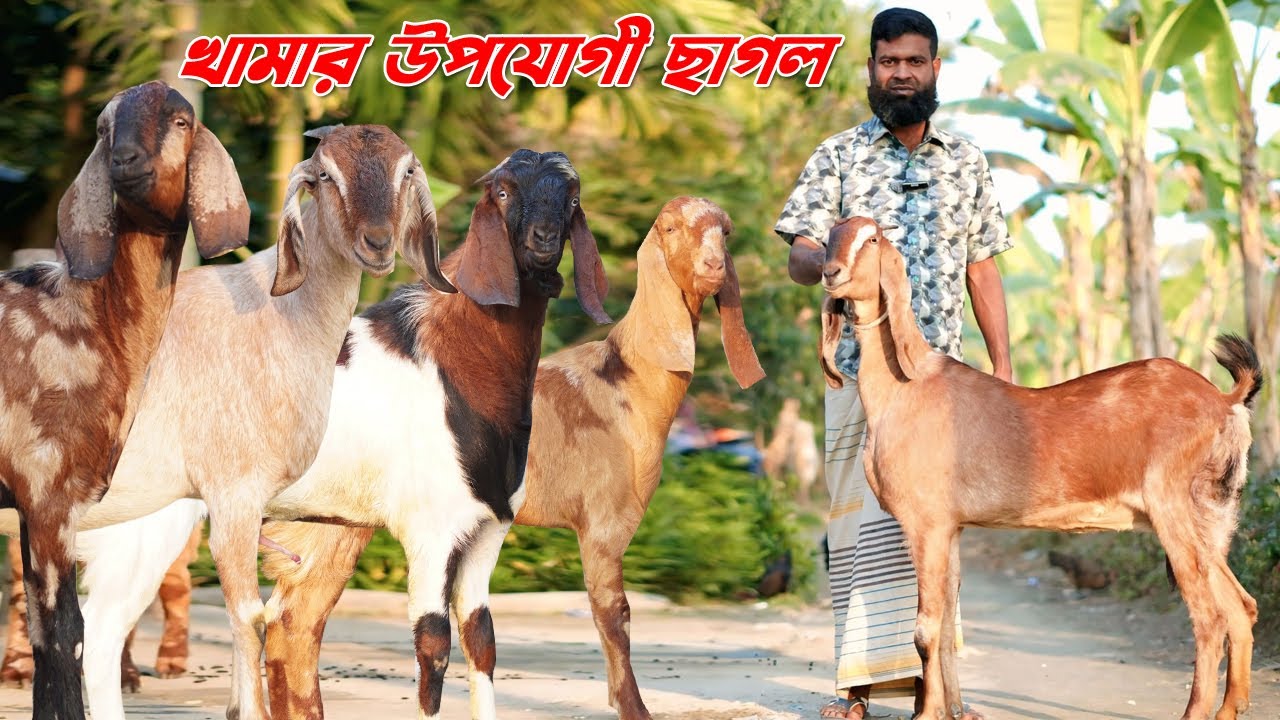কম বয়সী খামার উপযোগী ছাগল।