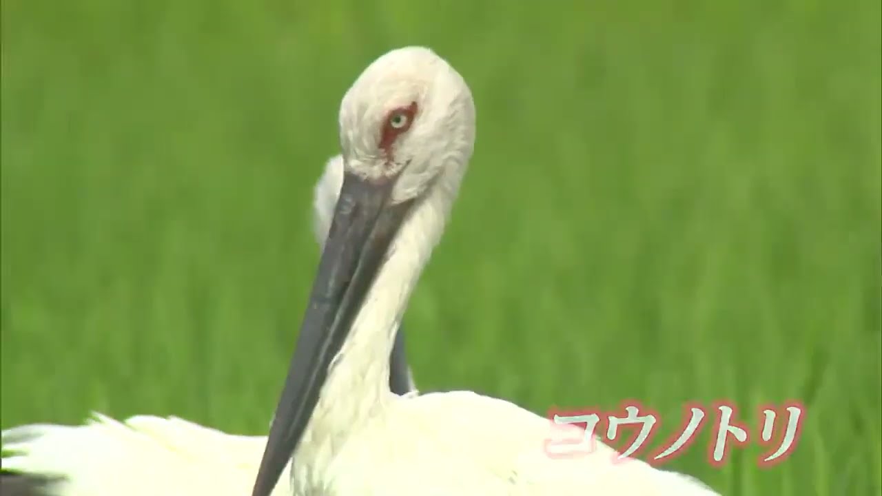 「幸せを運ぶ鳥」コウノトリが3羽も田んぼにやってきた　日本にわずか309羽の絶滅危惧種【岡山】