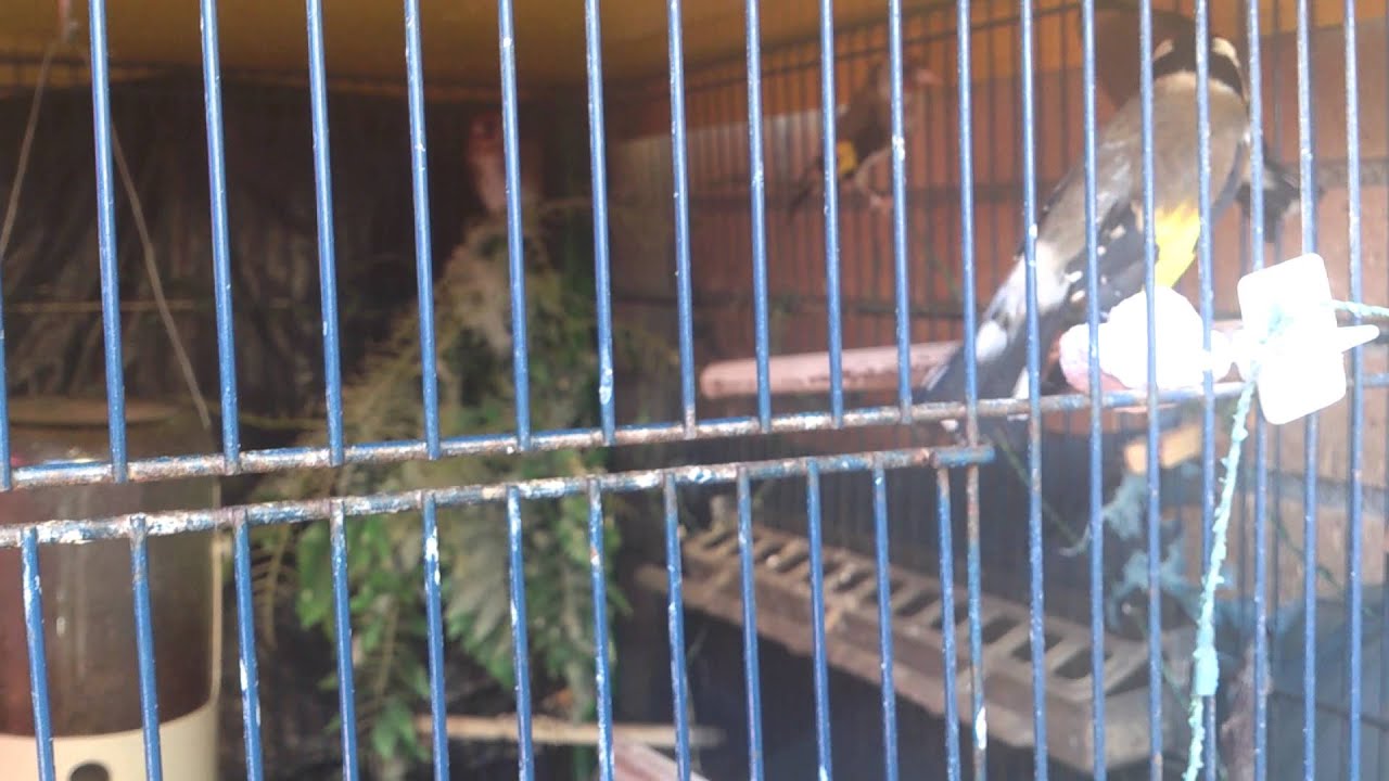 Jilguero pisando hembra