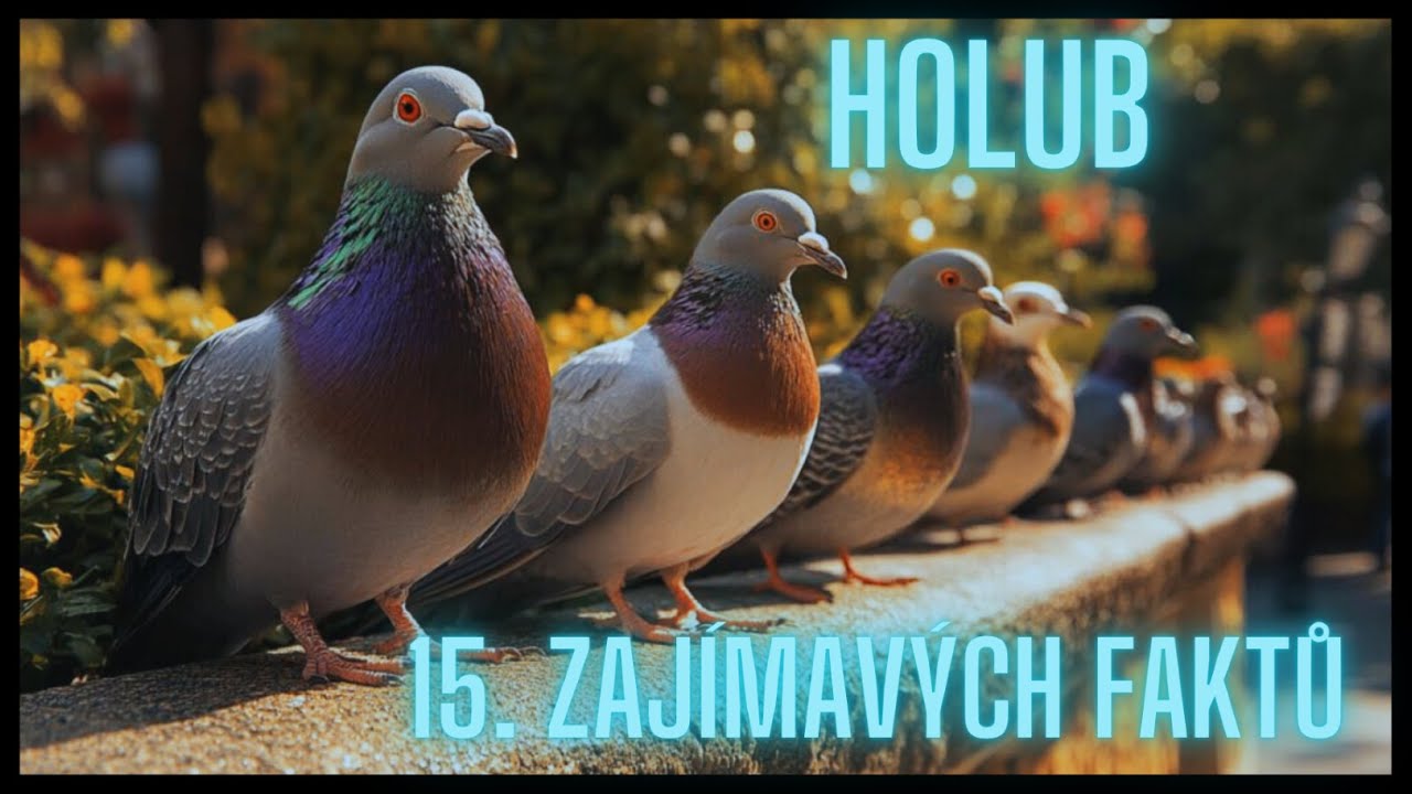 Holub 15.  Zajímavých faktů / a Pigeon 15. Interesting Facts