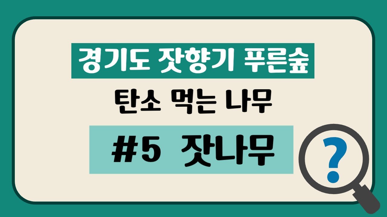 5 잣나무