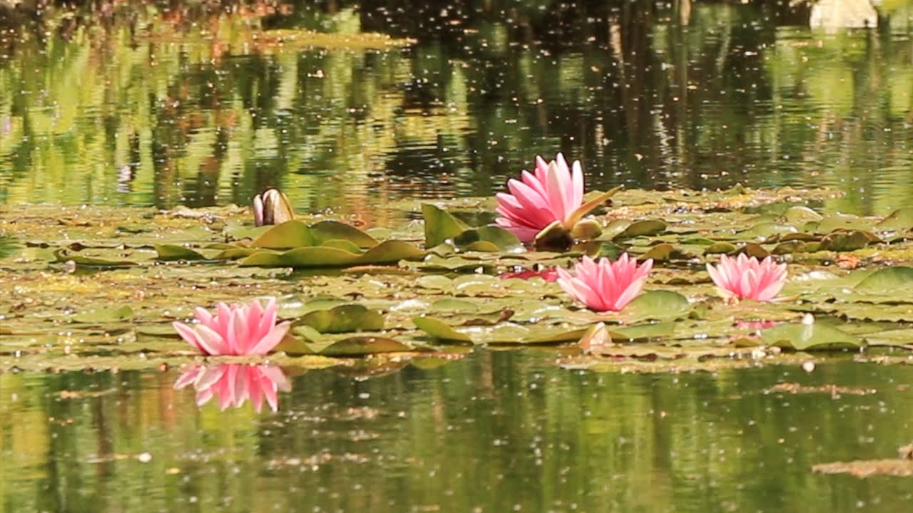 GIVERNY  Les jardins de Claude Monet et les Nymphéas 4k
