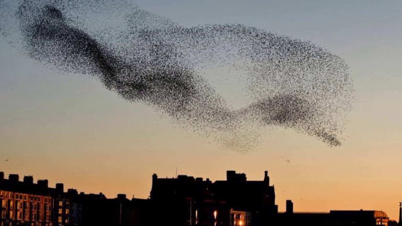 basil  Mark Knopfler