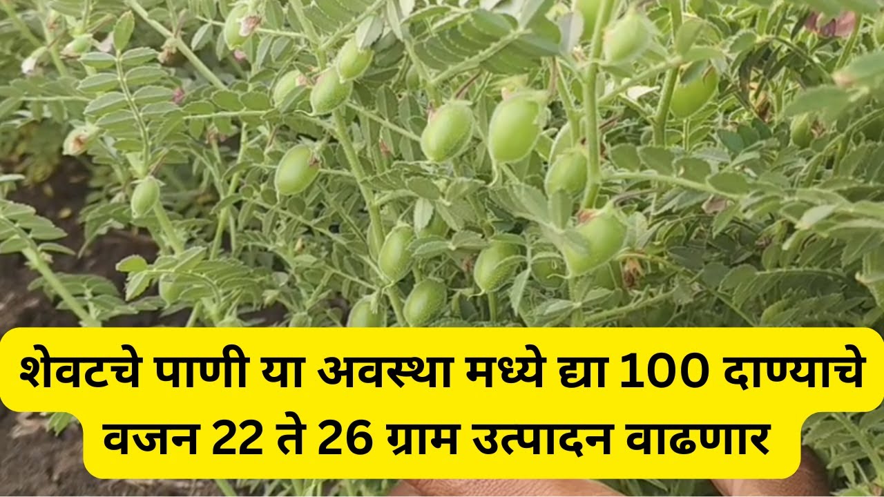 शेवटचे पाणी या अवस्था मध्ये द्या 100 दाण्याचे वजन 22 ते 26 ग्राम उत्पादन वाढणार @ApliMati