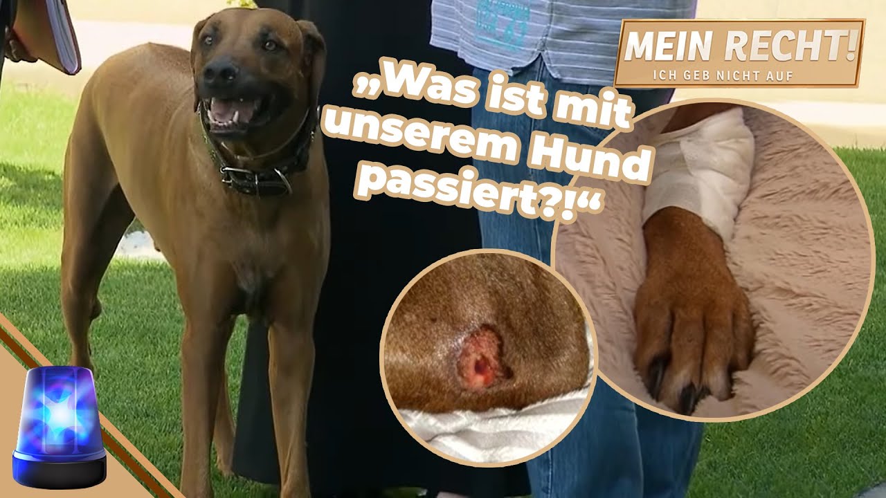 Schwere Verletzungen: TIERQUÄLEREI in der HUNDEPENSION! 😢🐕 | Mein Recht! Ich geb nicht auf | ATV